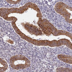 TMP21 Polyclonal Antibody:Antibodies, Polyclonal