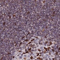 Invitrogen LAP1 Polyclonal Antibody 100 &mu;L | Buy Online | Invitrogen&trade; | Fisher Scientific