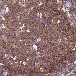 Invitrogen CD53 Polyclonal Antibody 100 &mu;L; Unconjugated:Antibodies,
