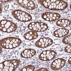 Invitrogen Thioredoxin 1 Polyclonal Antibody 100 &mu;L; Unconjugated:Antibodies,