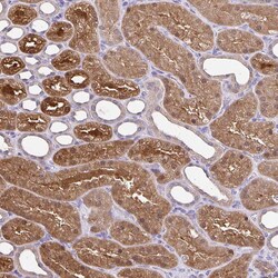 Invitrogen Thioredoxin 1 Polyclonal Antibody 100 &mu;L; Unconjugated:Antibodies,