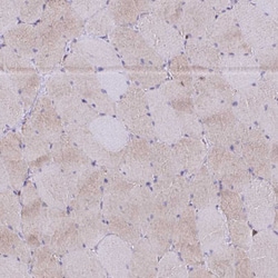 Invitrogen Thioredoxin 1 Polyclonal Antibody 100 &mu;L; Unconjugated:Antibodies,