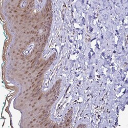 Invitrogen Thioredoxin 1 Polyclonal Antibody 100 &mu;L; Unconjugated:Antibodies,
