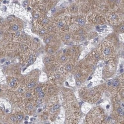 Invitrogen RPL32 Polyclonal Antibody 100 &mu;L; Unconjugated:Antibodies,
