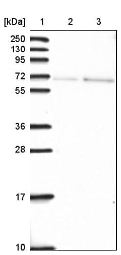 Invitrogen SH2D3C Polyclonal Antibody 100 &mu;L | Buy Online | Invitrogen&trade; | Fisher Scientific