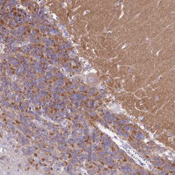 Invitrogen KV3.1 (KCNC1) Polyclonal Antibody 100 &mu;L | Buy Online | Invitrogen&trade; | Fisher Scientific