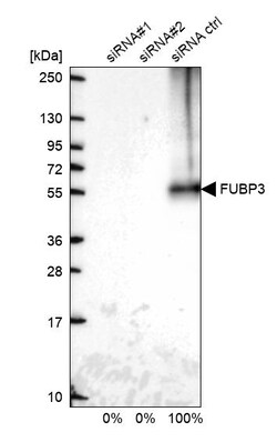 Invitrogen FUBP3 Polyclonal Antibody 100 &mu;L; Unconjugated:Antibodies,