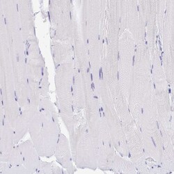 Invitrogen GKN1 Polyclonal Antibody 100 &mu;L; Unconjugated:Antibodies,