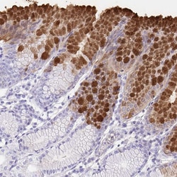 Invitrogen GKN1 Polyclonal Antibody 100 &mu;L; Unconjugated:Antibodies,