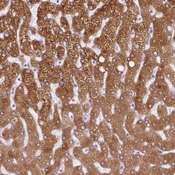 Invitrogen HSD11B1 Polyclonal Antibody 100 &mu;L; Unconjugated:Antibodies,