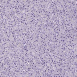Invitrogen HSD11B1 Polyclonal Antibody 100 &mu;L; Unconjugated:Antibodies,