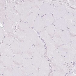 Invitrogen HSD11B1 Polyclonal Antibody 100 &mu;L; Unconjugated:Antibodies,