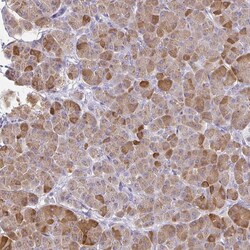 Invitrogen PLA2 Polyclonal Antibody 100 &mu;L | Buy Online | Invitrogen&trade; | Fisher Scientific