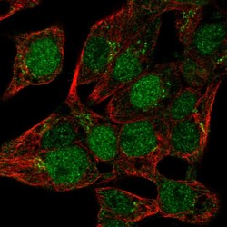 Invitrogen Mist1 Polyclonal Antibody 100 &mu;L; Unconjugated:Antibodies,