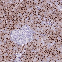 Invitrogen Mist1 Polyclonal Antibody 100 &mu;L; Unconjugated:Antibodies,