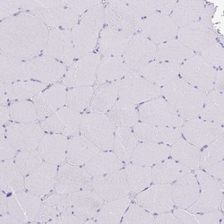 Invitrogen Mist1 Polyclonal Antibody 100 &mu;L; Unconjugated:Antibodies,
