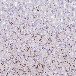 Invitrogen Mist1 Polyclonal Antibody 100 &mu;L; Unconjugated:Antibodies,