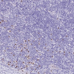 Invitrogen Mist1 Polyclonal Antibody 100 &mu;L; Unconjugated:Antibodies,