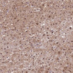 SEPHS2 Polyclonal Antibody:Antibodies, Polyclonal