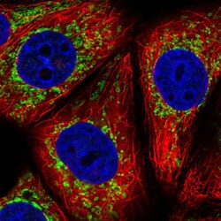 Invitrogen NDUFAF2 Polyclonal Antibody 100 &mu;L; Unconjugated:Antibodies,