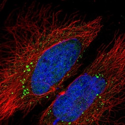 Invitrogen LCMT2 Polyclonal Antibody 100 &mu;L; Unconjugated:Antibodies,