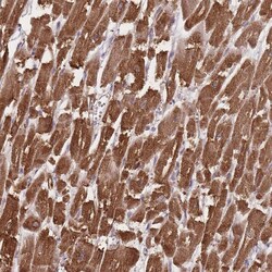 Invitrogen BERP Polyclonal Antibody 100 &mu;L; Unconjugated:Antibodies,