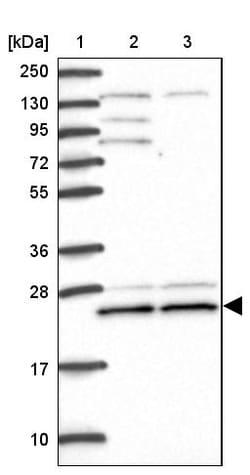 Invitrogen BERP Polyclonal Antibody 100 &mu;L; Unconjugated:Antibodies,