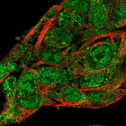 Invitrogen SERPINA10 Polyclonal Antibody 100 &mu;L; Unconjugated:Antibodies,