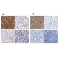 Invitrogen LFG Polyclonal Antibody 100 &mu;L; Unconjugated:Antibodies,