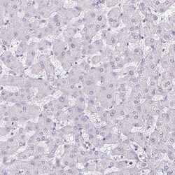 Invitrogen LFG Polyclonal Antibody 100 &mu;L; Unconjugated:Antibodies,