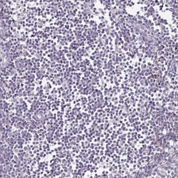 Invitrogen LFG Polyclonal Antibody 100 &mu;L; Unconjugated:Antibodies,