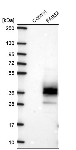 Invitrogen LFG Polyclonal Antibody 100 &mu;L; Unconjugated:Antibodies,