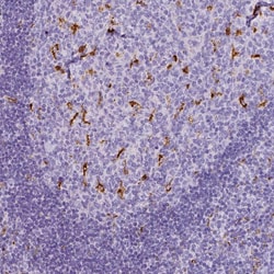 Invitrogen CD68 Polyclonal Antibody 100 &mu;L; Unconjugated:Antibodies,