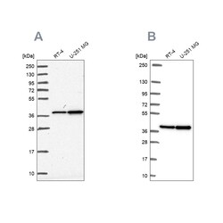 Invitrogen RFC4 Polyclonal Antibody 100 &mu;L; Unconjugated:Antibodies,