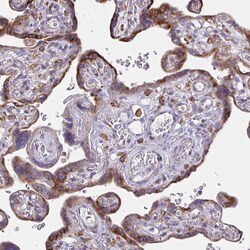 Invitrogen Desmocollin 3 Polyclonal Antibody 100 &mu;L; Unconjugated:Antibodies,