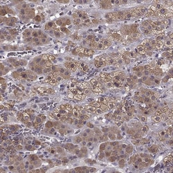 CNGA3 Polyclonal Antibody:Antibodies, Polyclonal