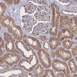 Invitrogen Syntaphilin Polyclonal Antibody 100 &mu;L; Unconjugated:Antibodies,