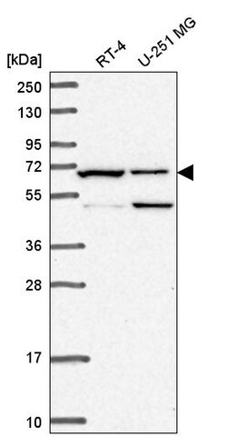 Invitrogen C19orf44 Polyclonal Antibody 100 &mu;L; Unconjugated:Antibodies,