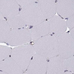 Invitrogen KIF13B Polyclonal Antibody 100 &mu;L | Buy Online | Invitrogen&trade; | Fisher Scientific
