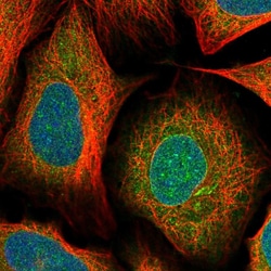 Invitrogen MX1 Polyclonal Antibody 100 &mu;L; Unconjugated:Antibodies,