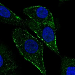 Invitrogen PTRF Polyclonal Antibody 100 &mu;L; Unconjugated:Antibodies,