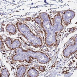 Invitrogen PTRF Polyclonal Antibody 100 &mu;L; Unconjugated:Antibodies,