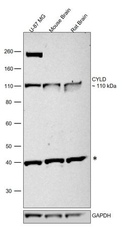 Invitrogen CYLD Polyclonal Antibody 100 &mu;L; Unconjugated:Antibodies,