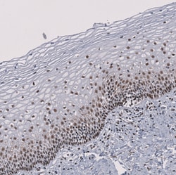 Invitrogen SF3B1 Polyclonal Antibody 100 &mu;L; Unconjugated:Antibodies,