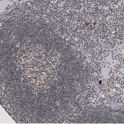 Invitrogen SF3B1 Polyclonal Antibody 100 &mu;L; Unconjugated:Antibodies,