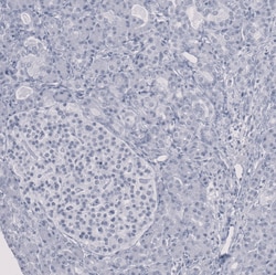 Invitrogen SF3B1 Polyclonal Antibody 100 &mu;L; Unconjugated:Antibodies,