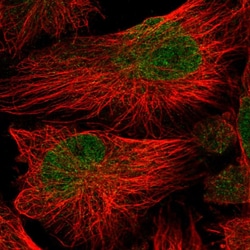 Invitrogen ATG16L2 Polyclonal Antibody 100 &mu;L; Unconjugated:Antibodies,