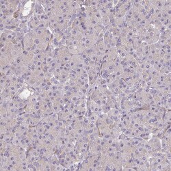Invitrogen PCDH1 Polyclonal Antibody 100 &mu;L; Unconjugated:Antibodies,