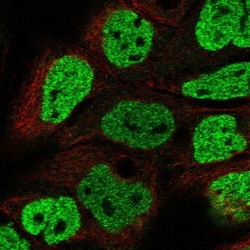Invitrogen OFCC1 Polyclonal Antibody 100 &mu;L; Unconjugated:Antibodies,