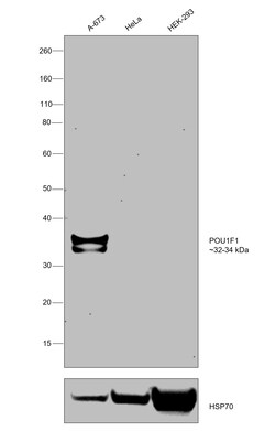 Invitrogen PIT1 Polyclonal Antibody 100 &mu;L; Unconjugated:Antibodies,